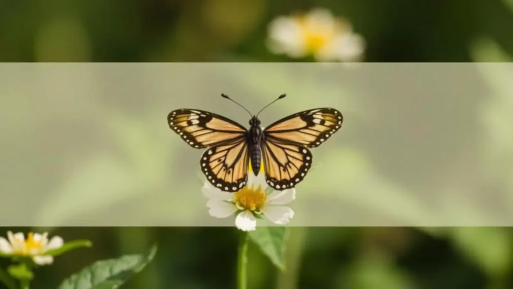 butterfly symbolism