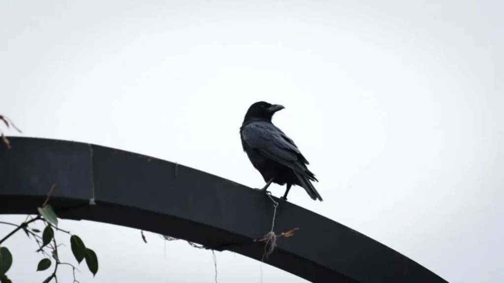 crow symbolism