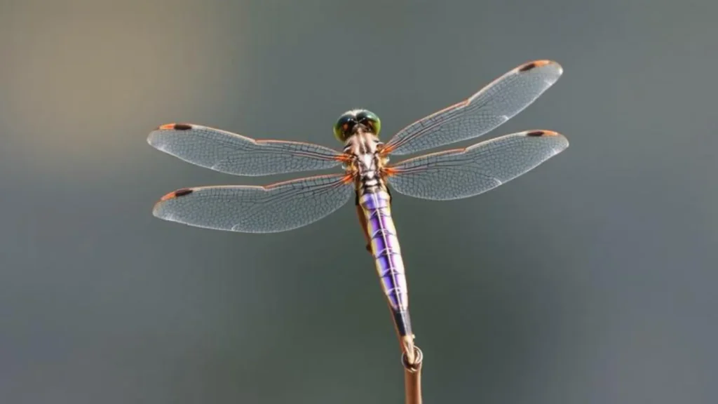 dragonfly symbolism