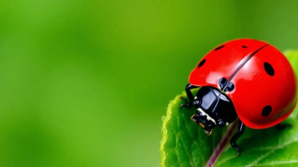 ladybug symbolism