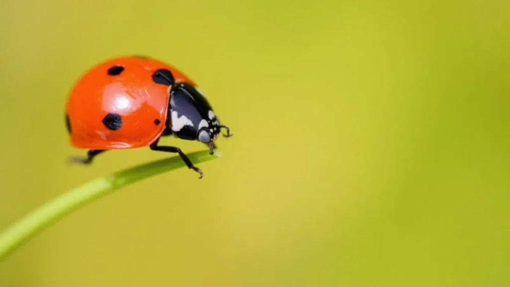 ladybug symbolism