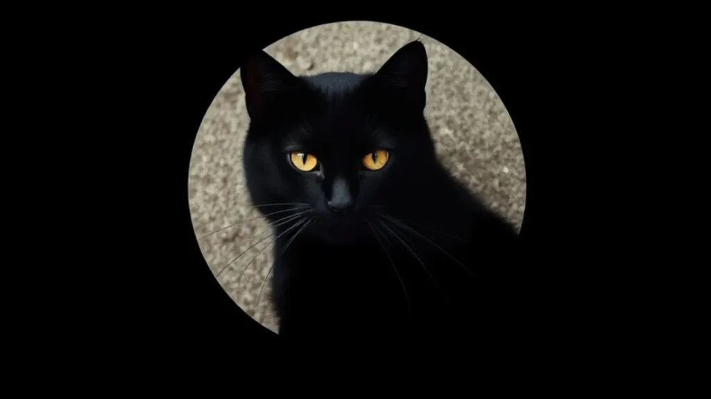 black cat symbolism
