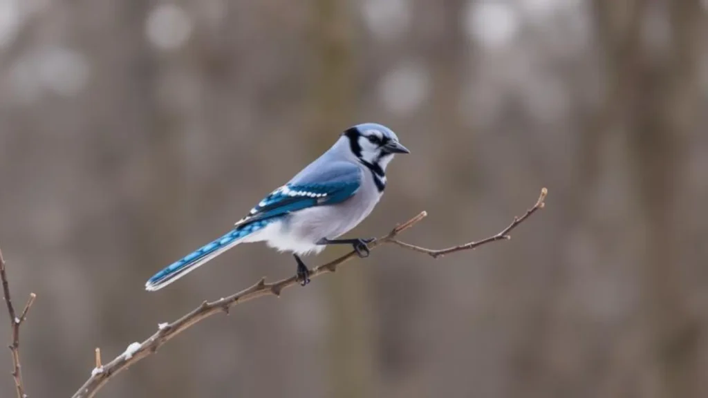 blue jay symbolism