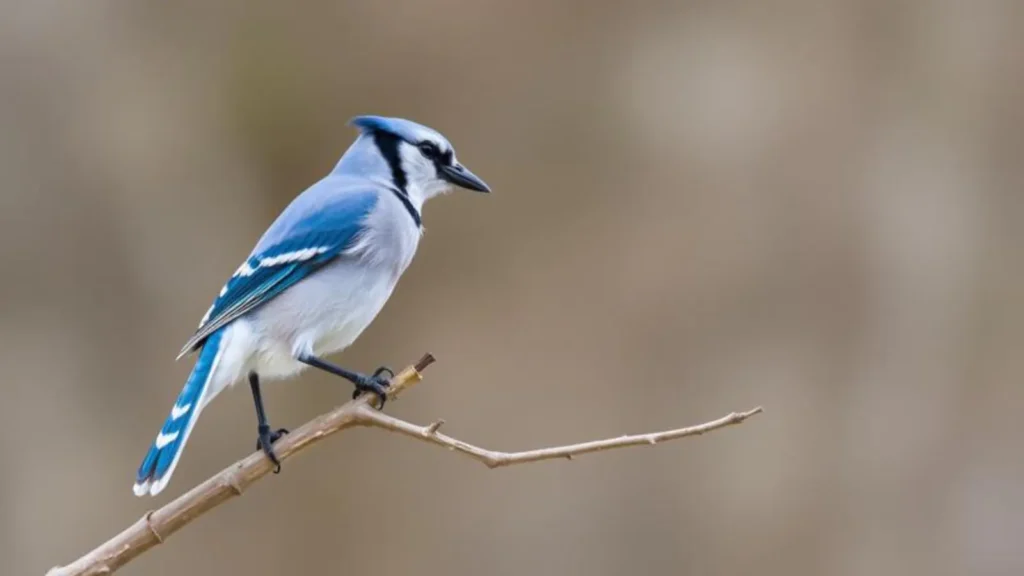 blue jay symbolism