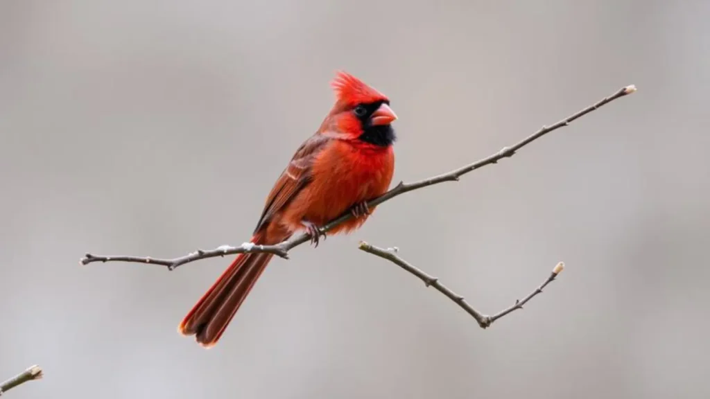 cardinal symbolism