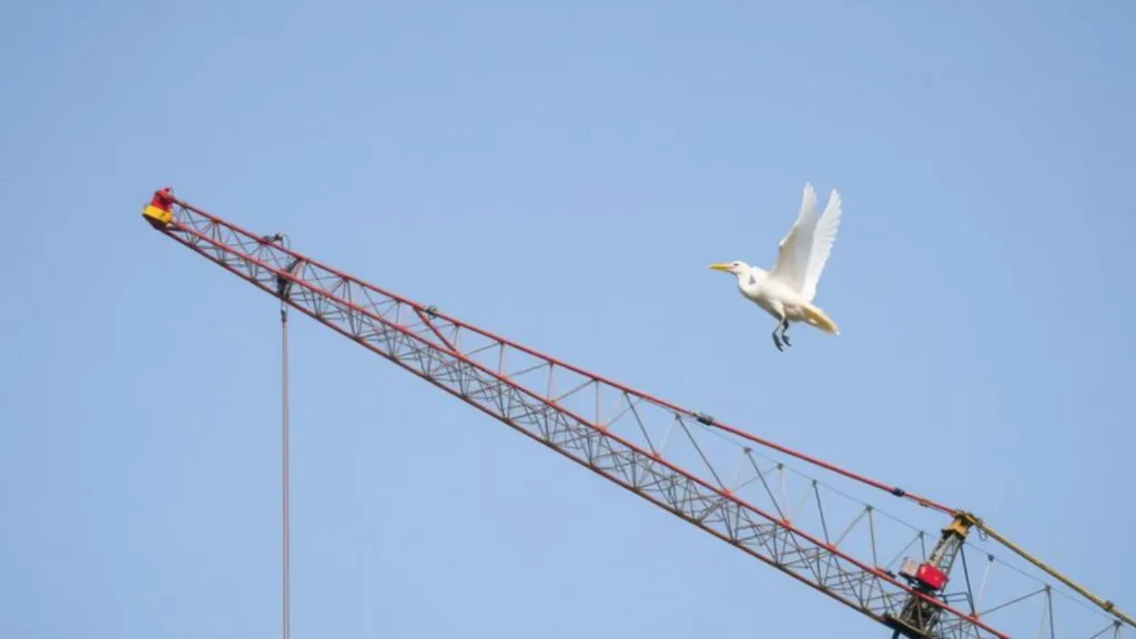 crane symbolism