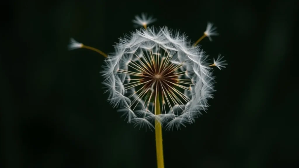 dandelion symbolism