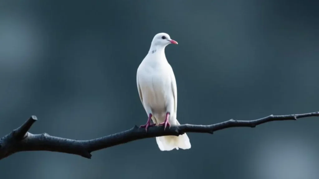 dove symbolism