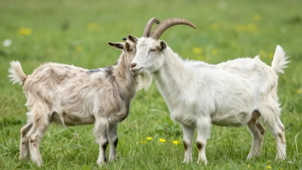 goat symbolism
