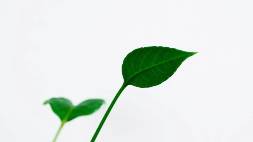 green symbolism