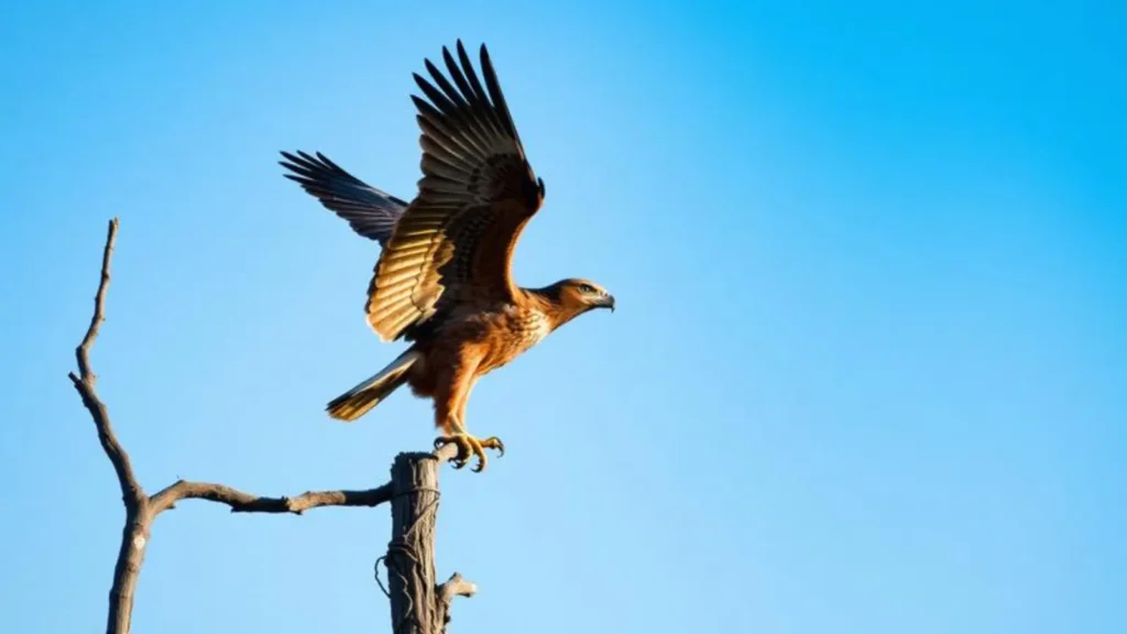 hawk symbolism
