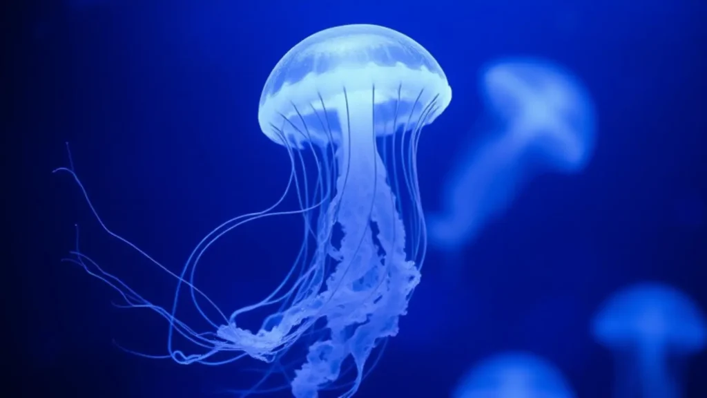 jellyfish symbolism