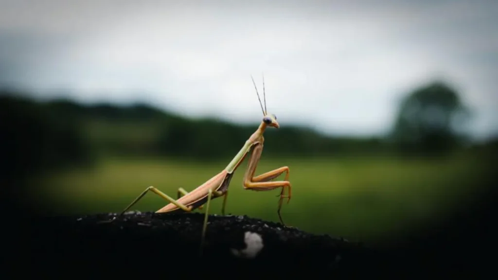 praying mantis symbolism