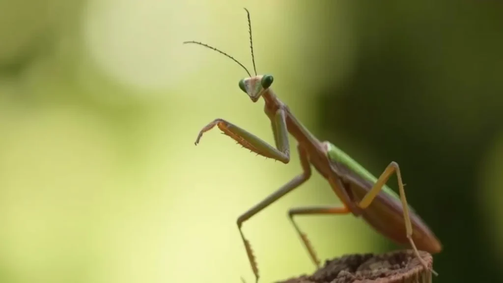 praying mantis symbolism