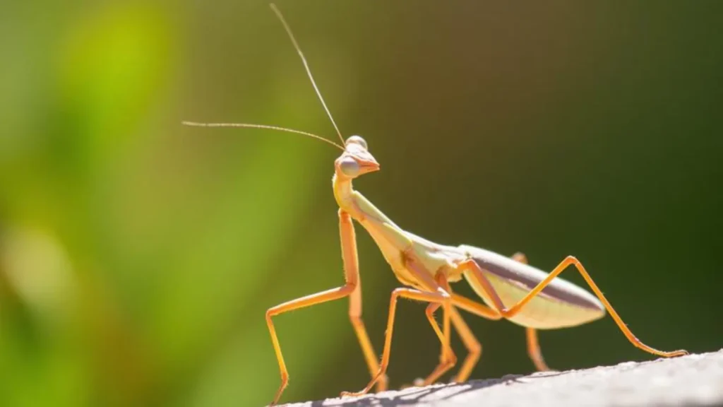 praying mantis symbolism