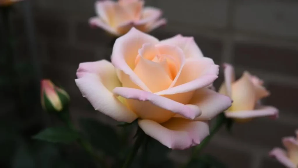 rose symbolism