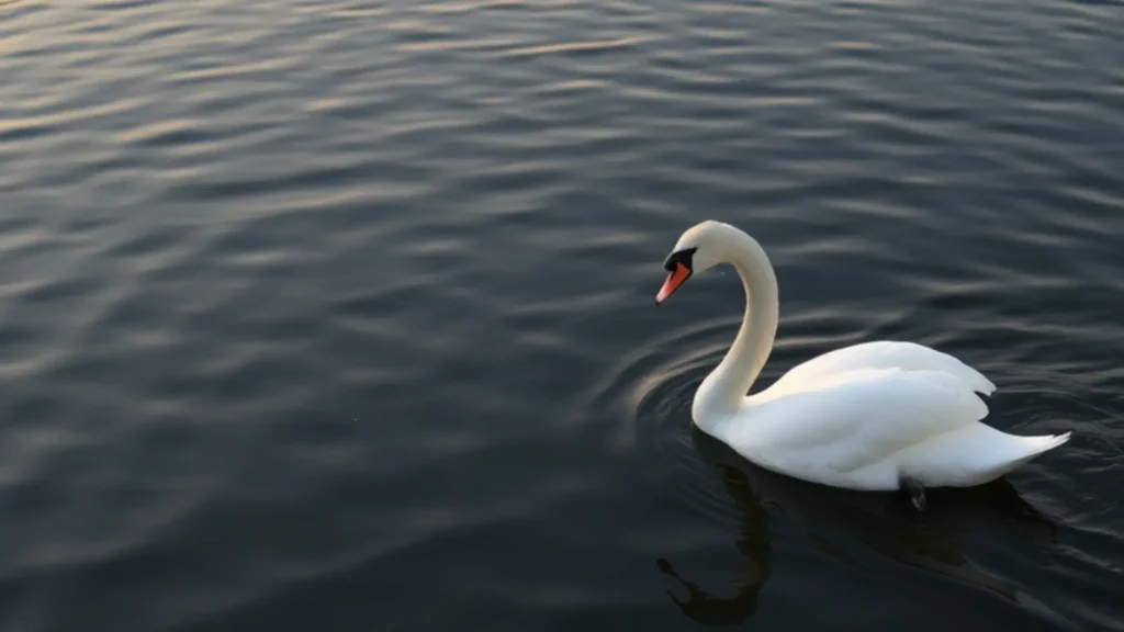 swan symbolism