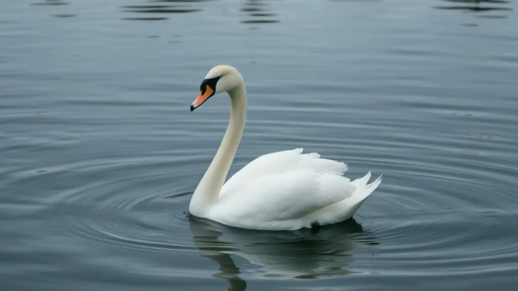 swan symbolism