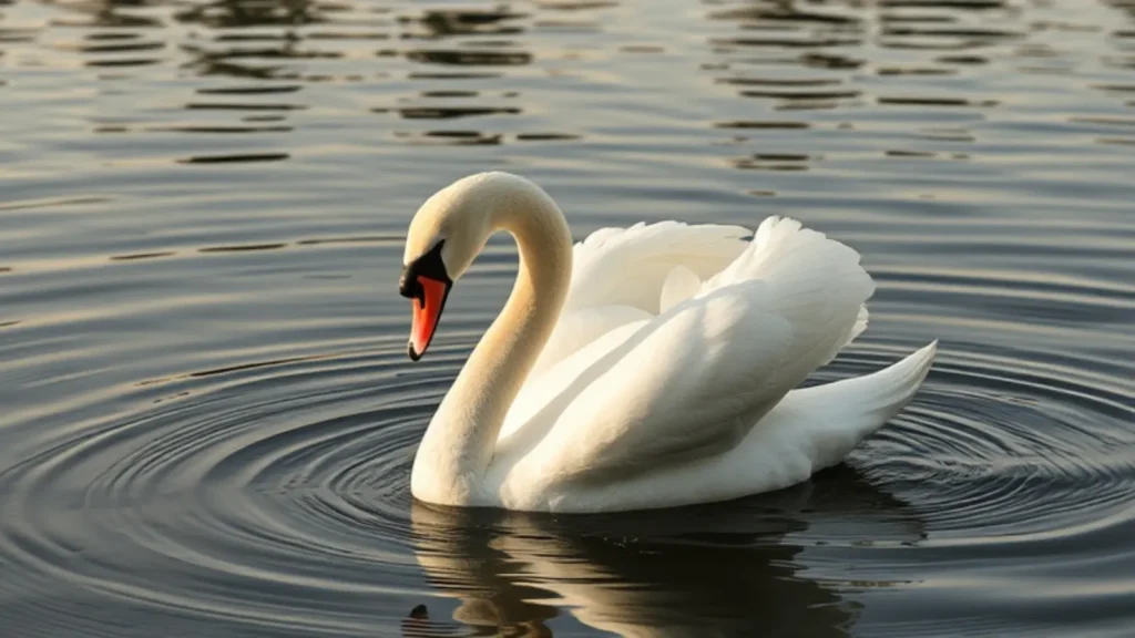 swan symbolism