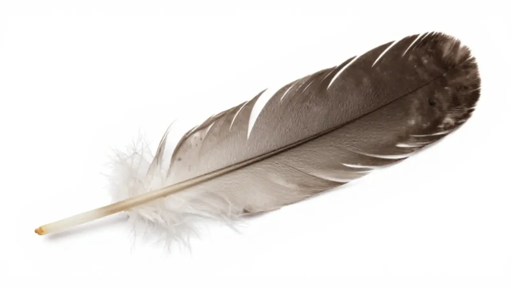 feather symbolism