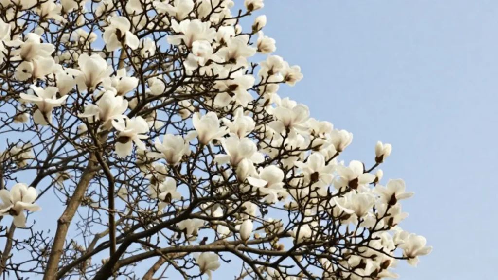 magnolia symbolism