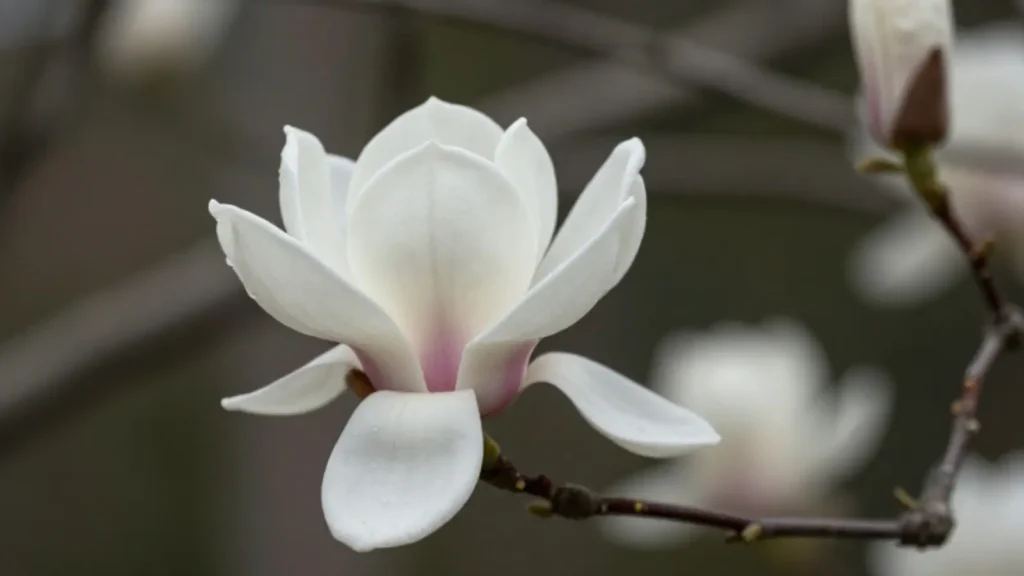 magnolia symbolism