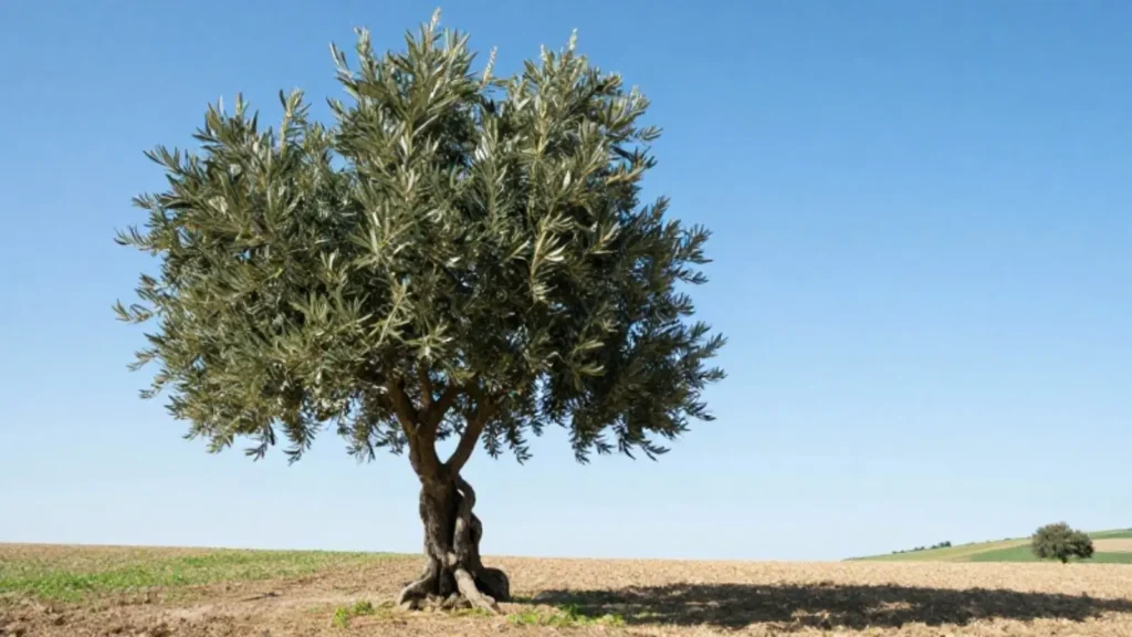 olive tree symbolism