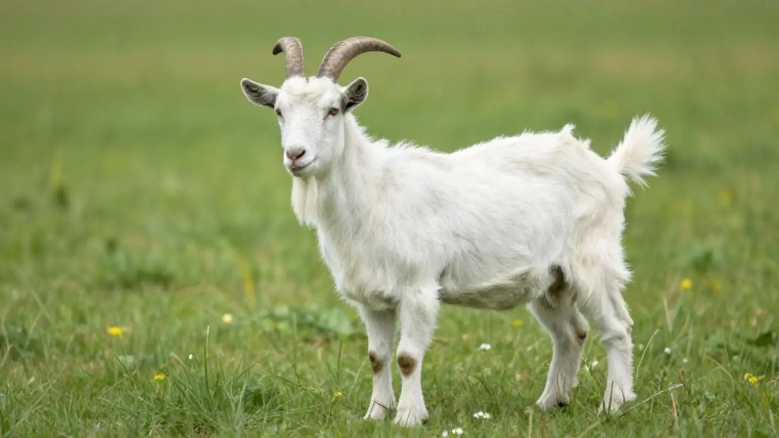 goat symbolism
