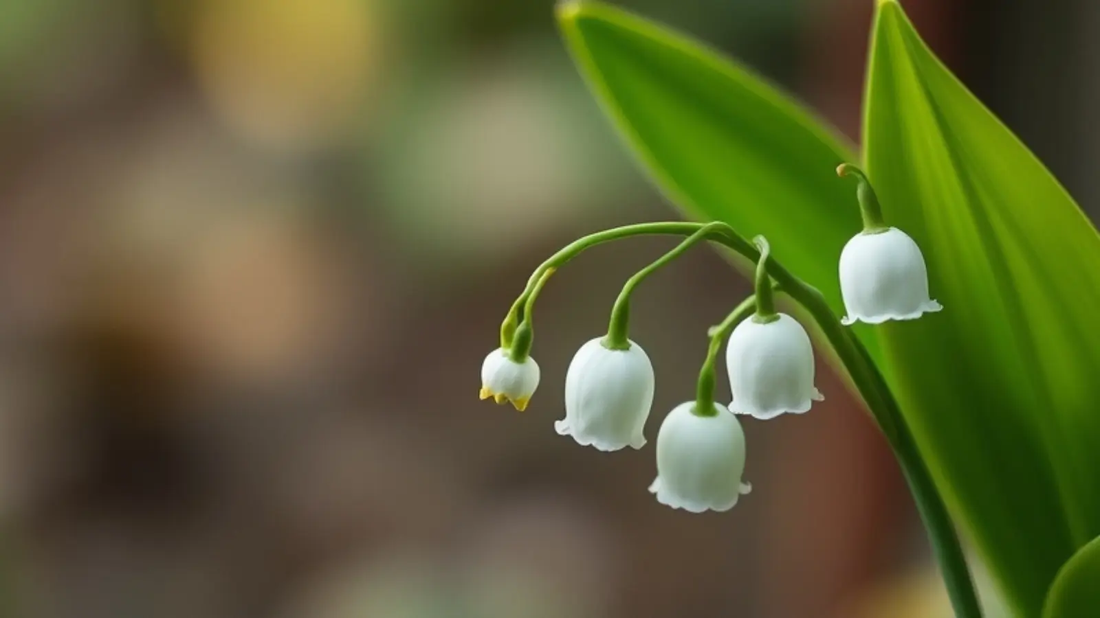 lily of the valley symbolism