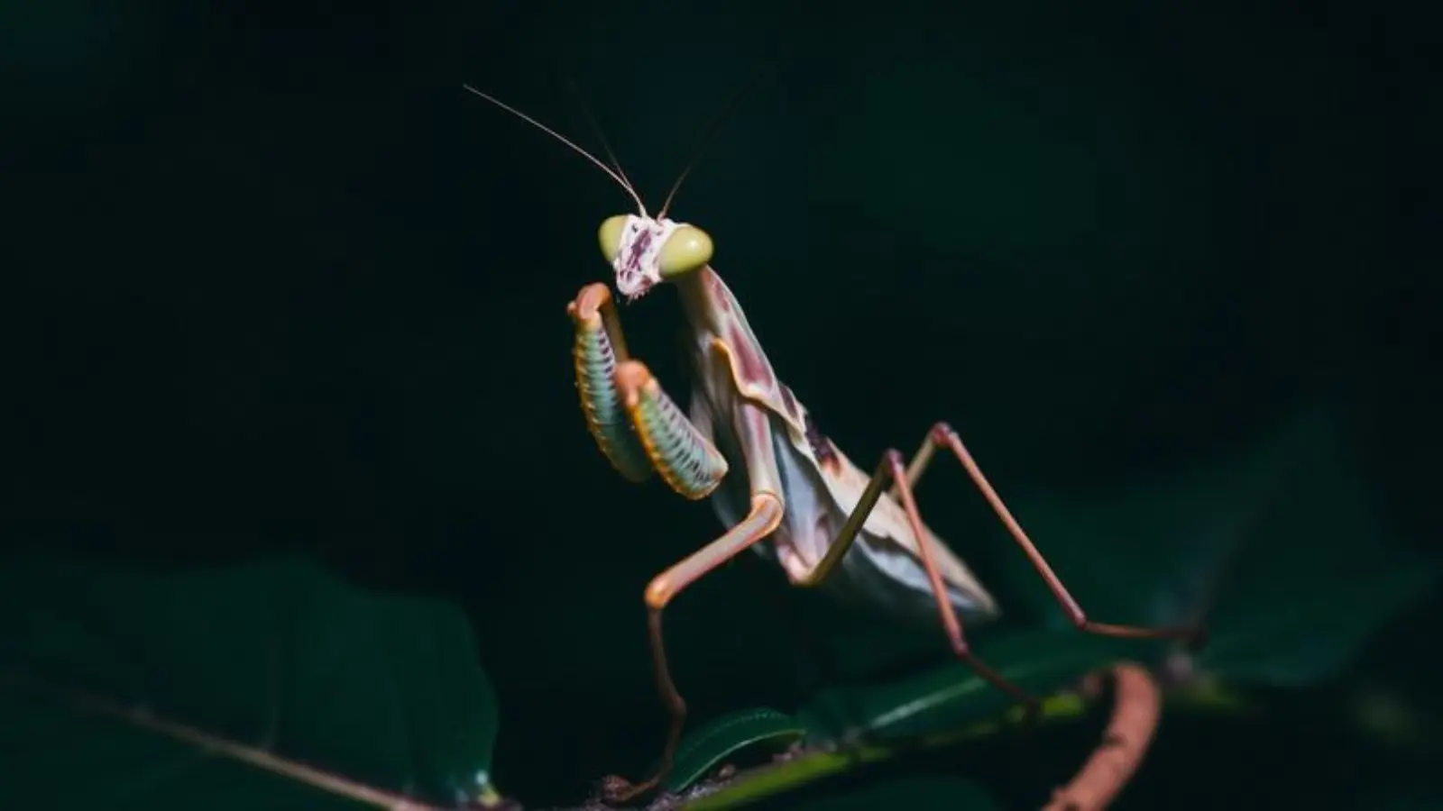 praying mantis symbolism
