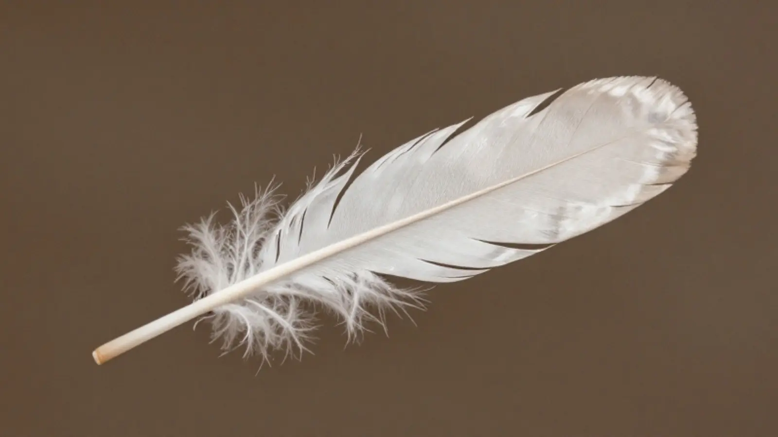 feather symbolism